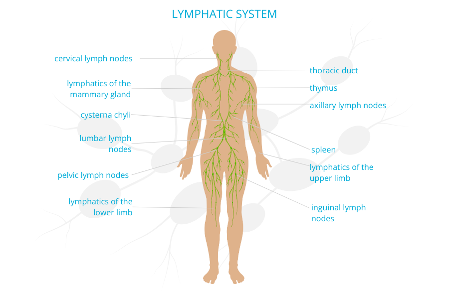 Lymphatic System IMAGE ohzone (1)